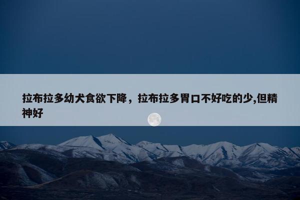 拉布拉多幼犬食欲下降,拉布拉多胃口不好吃的少,但精神好 拉布拉多幼犬食欲下降,拉布拉多胃口不好吃的少,但精神好