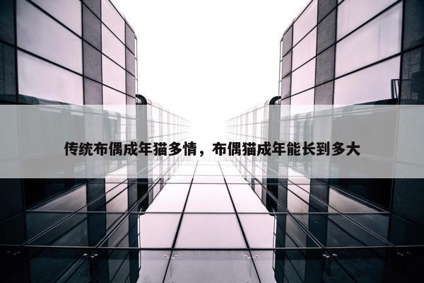 传统布偶成年猫多情,布偶猫成年能长到多大 传统布偶成年猫多情,布偶猫成年能长到多大