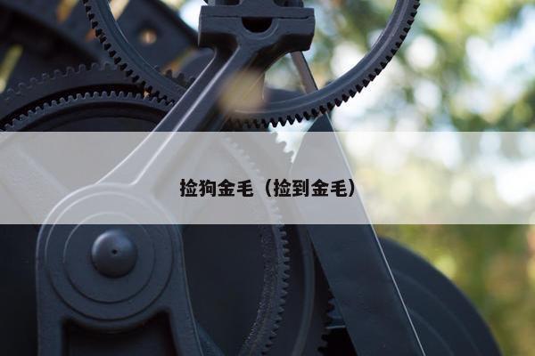 捡狗金毛（捡到金毛）