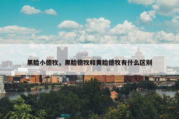 黑脸小德牧,黑脸德牧和黄脸德牧有什么区别 黑脸小德牧,黑脸德牧和黄脸德牧有什么区别