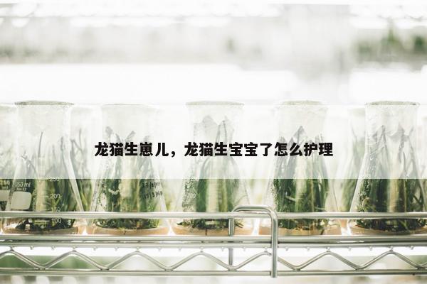 龙猫生崽儿,龙猫生宝宝了怎么护理 龙猫生崽儿,龙猫生宝宝了怎么护理