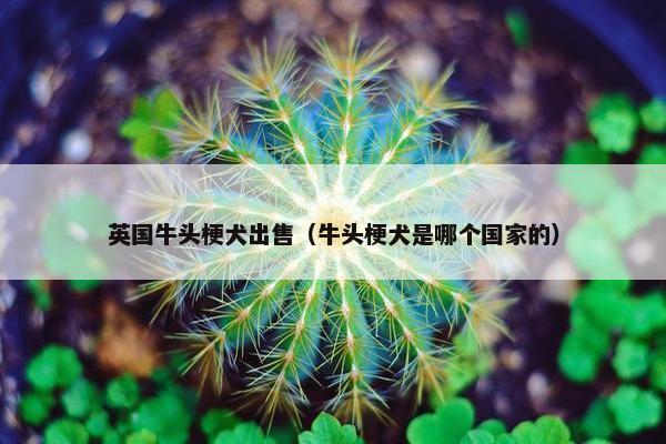 英国牛头梗犬出售（牛头梗犬是哪个国家的）