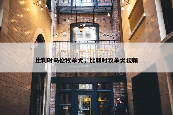 比利时马伦牧羊犬,比利时牧羊犬视频 比利时马伦牧羊犬,比利时牧羊犬视频