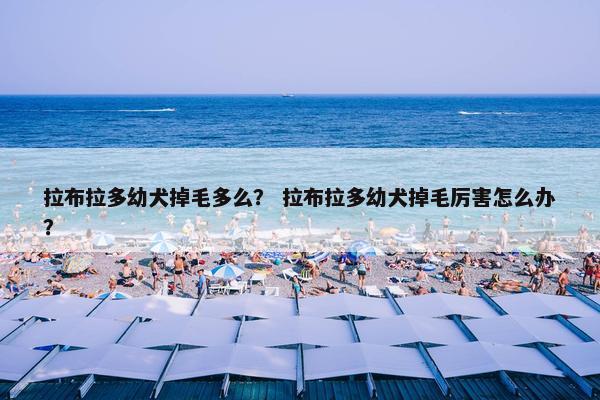 拉布拉多幼犬掉毛多么? 拉布拉多幼犬掉毛厉害怎么办? 拉布拉多幼犬掉毛多么? 拉布拉多幼犬掉毛厉害怎么办?