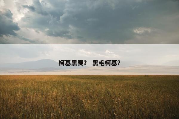 柯基黑麦? 黑毛柯基? 柯基黑麦? 黑毛柯基?