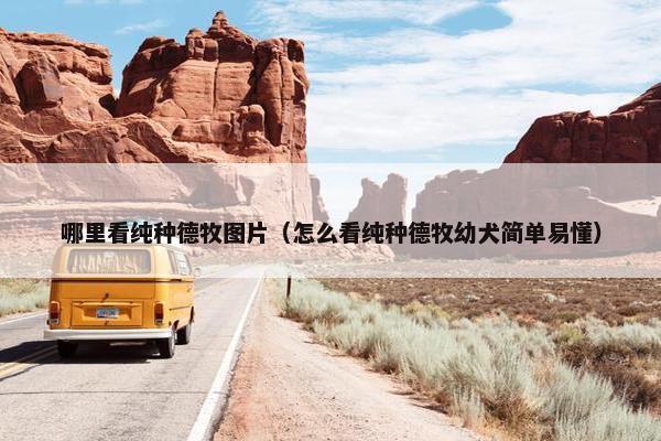 哪里看纯种德牧图片(怎么看纯种德牧幼犬简单易懂) 哪里看纯种德牧图片(怎么看纯种德牧幼犬简单易懂)