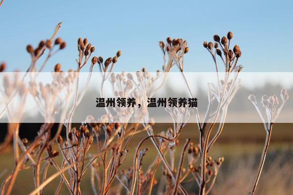 温州领养,温州领养猫 温州领养,温州领养猫