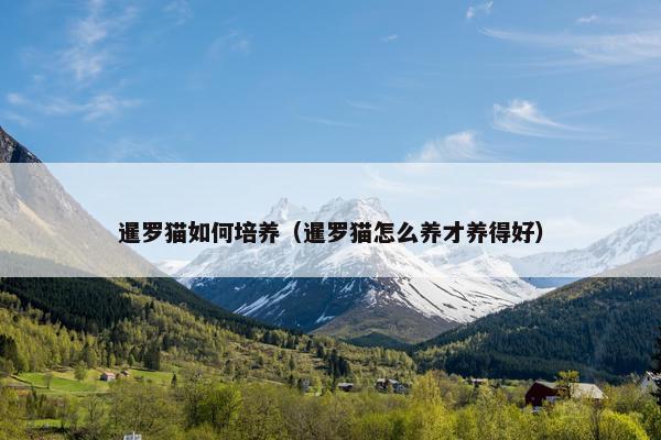 暹罗猫如何培养(暹罗猫怎么养才养得好) 暹罗猫如何培养(暹罗猫怎么养才养得好)