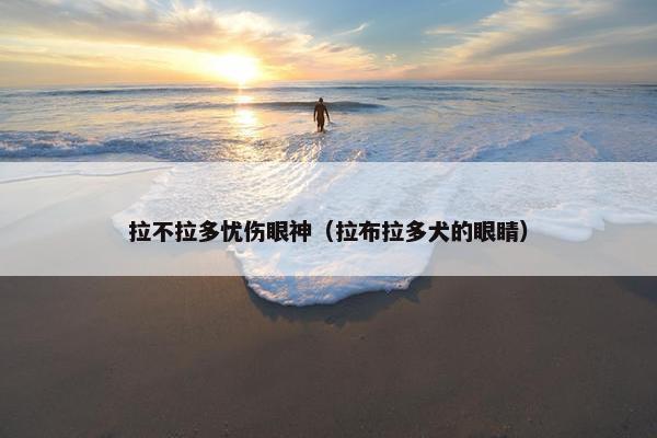 拉不拉多忧伤眼神(拉布拉多犬的眼睛) 拉不拉多忧伤眼神(拉布拉多犬的眼睛)