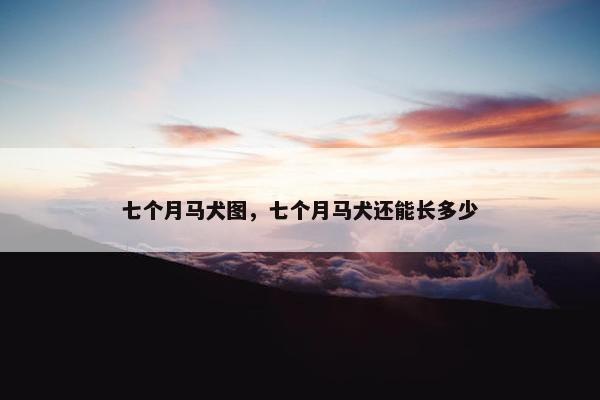 七个月马犬图,七个月马犬还能长多少 七个月马犬图,七个月马犬还能长多少