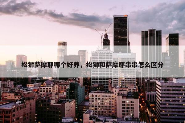 松狮萨摩耶哪个好养,松狮和萨摩耶串串怎么区分 松狮萨摩耶哪个好养,松狮和萨摩耶串串怎么区分