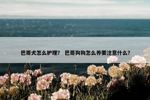 巴哥犬怎么护理? 巴哥狗狗怎么养要注意什么? 巴哥犬怎么护理? 巴哥狗狗怎么养要注意什么?