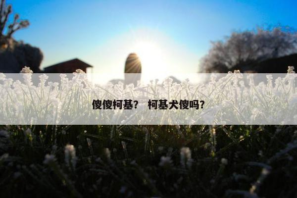 傻傻柯基? 柯基犬傻吗? 傻傻柯基? 柯基犬傻吗?