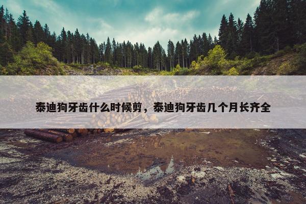 泰迪狗牙齿什么时候剪,泰迪狗牙齿几个月长齐全 泰迪狗牙齿什么时候剪,泰迪狗牙齿几个月长齐全