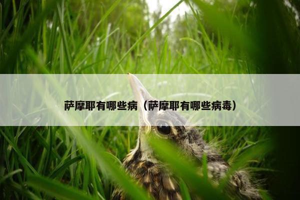 萨摩耶有哪些病(萨摩耶有哪些病毒) 萨摩耶有哪些病(萨摩耶有哪些病毒)