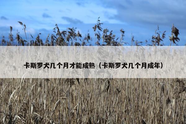 卡斯罗犬几个月才能成熟(卡斯罗犬几个月成年) 卡斯罗犬几个月才能成熟(卡斯罗犬几个月成年)