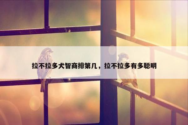 拉不拉多犬智商排第几,拉不拉多有多聪明 拉不拉多犬智商排第几,拉不拉多有多聪明