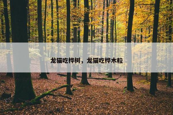 龙猫吃桦树,龙猫吃桦木粒 龙猫吃桦树,龙猫吃桦木粒