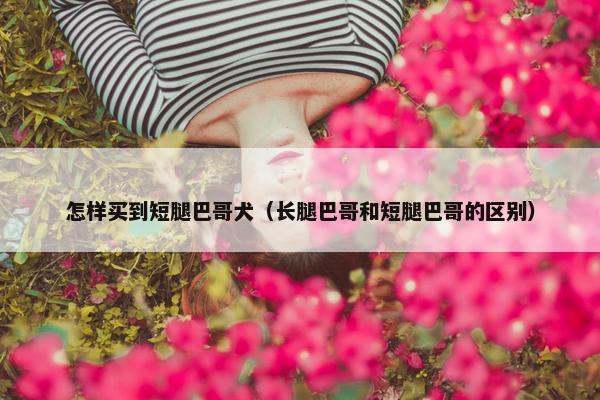 怎样买到短腿巴哥犬(长腿巴哥和短腿巴哥的区别) 怎样买到短腿巴哥犬(长腿巴哥和短腿巴哥的区别)
