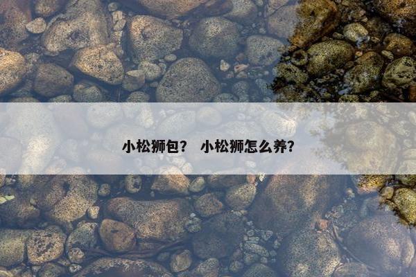 小松狮包? 小松狮怎么养? 小松狮包? 小松狮怎么养?