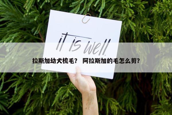 拉斯加幼犬梳毛? 阿拉斯加的毛怎么剪? 拉斯加幼犬梳毛? 阿拉斯加的毛怎么剪?