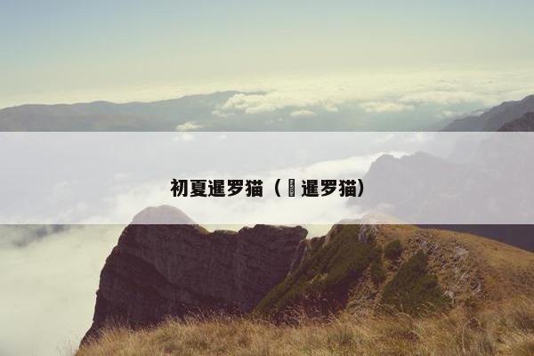 初夏暹罗猫（ 暹罗猫）