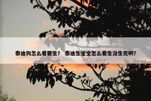 泰迪狗怎么看要生? 泰迪生宝宝怎么看生没生完啊? 泰迪狗怎么看要生? 泰迪生宝宝怎么看生没生完啊?