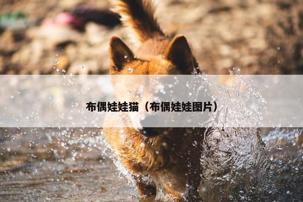 布偶娃娃猫(布偶娃娃图片) 布偶娃娃猫(布偶娃娃图片)
