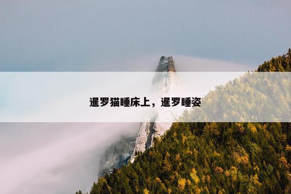 暹罗猫睡床上,暹罗睡姿 暹罗猫睡床上,暹罗睡姿