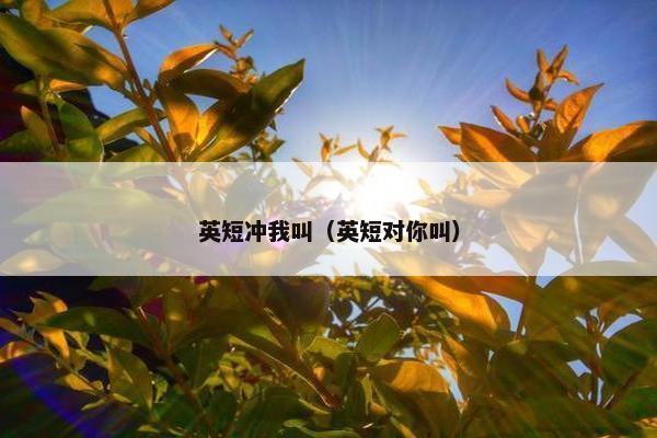 英短冲我叫(英短对你叫) 英短冲我叫(英短对你叫)