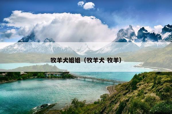 牧羊犬姐姐(牧羊犬 牧羊) 牧羊犬姐姐(牧羊犬 牧羊)