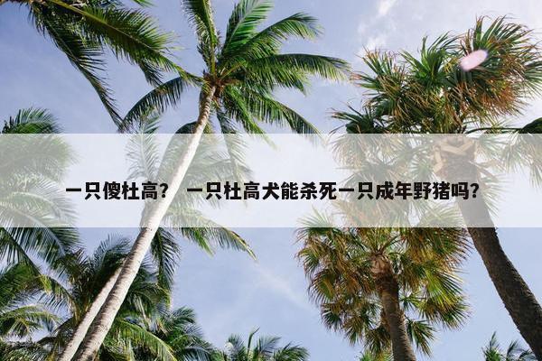 一只傻杜高? 一只杜高犬能杀死一只成年野猪吗? 一只傻杜高? 一只杜高犬能杀死一只成年野猪吗?