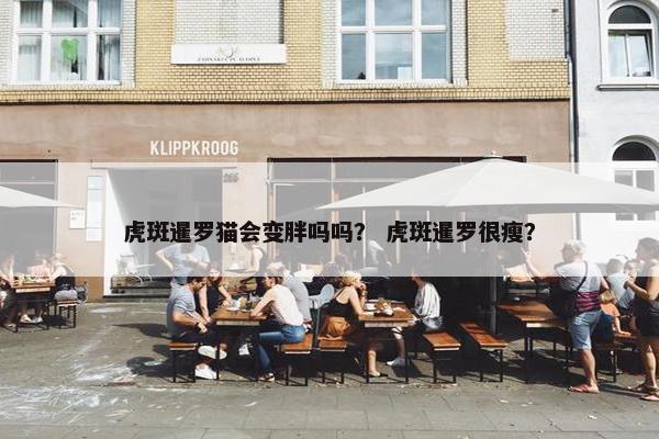 虎斑暹罗猫会变胖吗吗? 虎斑暹罗很瘦? 虎斑暹罗猫会变胖吗吗? 虎斑暹罗很瘦?