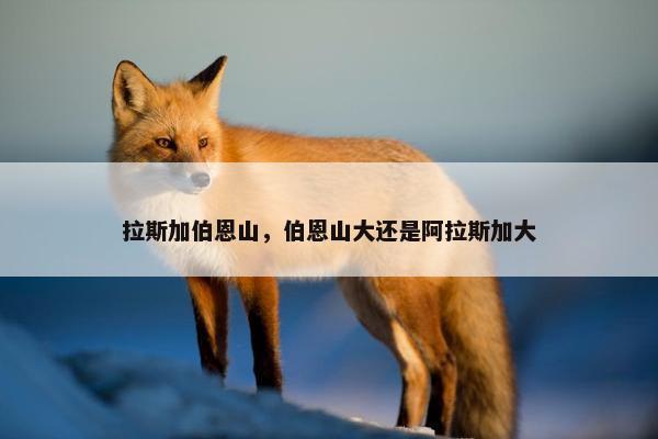 拉斯加伯恩山,伯恩山大还是阿拉斯加大 拉斯加伯恩山,伯恩山大还是阿拉斯加大