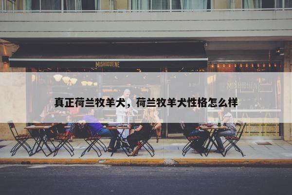 真正荷兰牧羊犬,荷兰牧羊犬性格怎么样 真正荷兰牧羊犬,荷兰牧羊犬性格怎么样