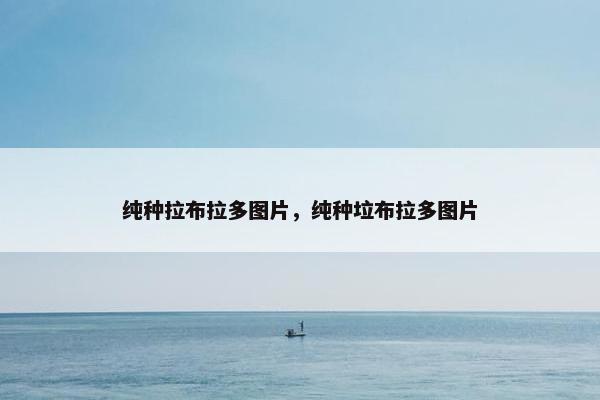 纯种拉布拉多图片,纯种垃布拉多图片 纯种拉布拉多图片,纯种垃布拉多图片