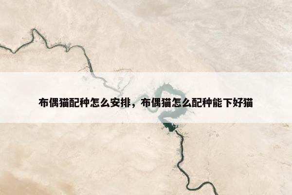 布偶猫配种怎么安排，布偶猫怎么配种能下好猫