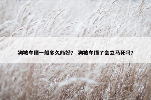 狗被车撞一般多久能好? 狗被车撞了会立马死吗? 狗被车撞一般多久能好? 狗被车撞了会立马死吗?