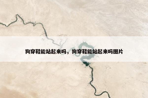 狗穿鞋能站起来吗,狗穿鞋能站起来吗图片 狗穿鞋能站起来吗,狗穿鞋能站起来吗图片