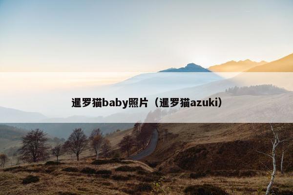 暹罗猫baby照片(暹罗猫azuki) 暹罗猫baby照片(暹罗猫azuki)