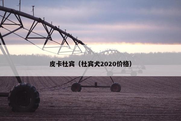 皮卡杜宾(杜宾犬2020价格) 皮卡杜宾(杜宾犬2020价格)