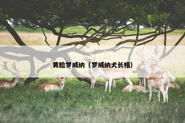 黄脸罗威纳(罗威纳犬长相) 黄脸罗威纳(罗威纳犬长相)