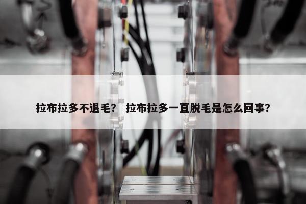 拉布拉多不退毛? 拉布拉多一直脱毛是怎么回事? 拉布拉多不退毛? 拉布拉多一直脱毛是怎么回事?