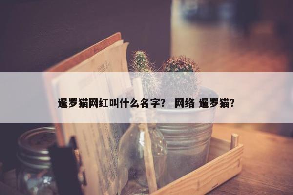 暹罗猫网红叫什么名字？ 网络 暹罗猫？