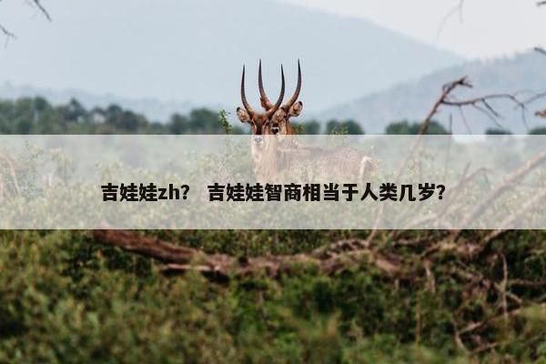 吉娃娃zh？ 吉娃娃智商相当于人类几岁？