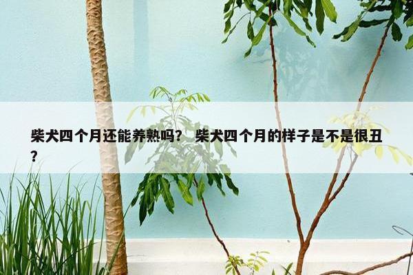 柴犬四个月还能养熟吗？ 柴犬四个月的样子是不是很丑？