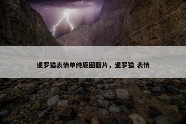 暹罗猫表情单纯原图图片，暹罗猫 表情