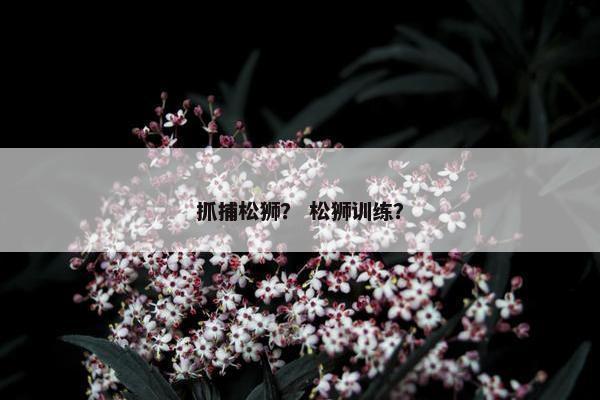 抓捕松狮？ 松狮训练？