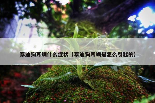 泰迪狗耳螨什么症状（泰迪狗耳螨是怎么引起的）