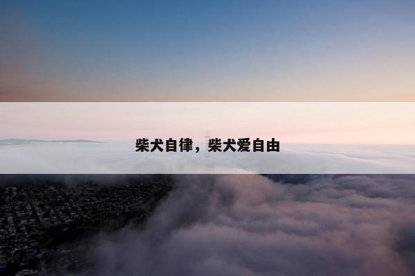 柴犬自律，柴犬爱自由